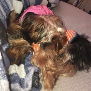 Meet your Posher, Bernardina